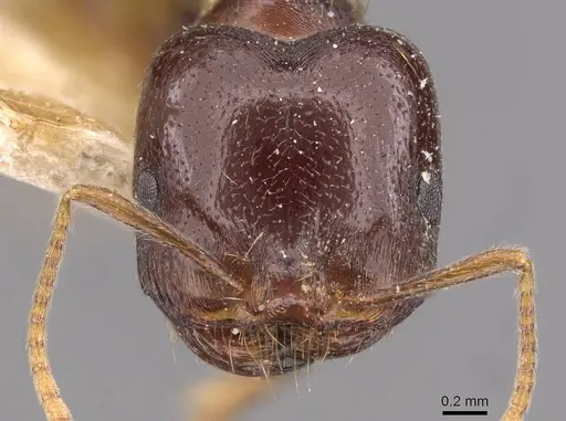 Trichomyrmex glaber specimen CASENT0908755 image casent0908755_2
