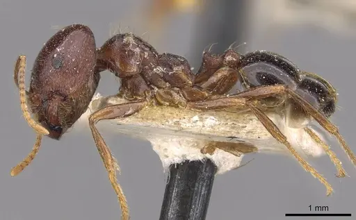 Trichomyrmex glaber specimen CASENT0908755 image casent0908755_3