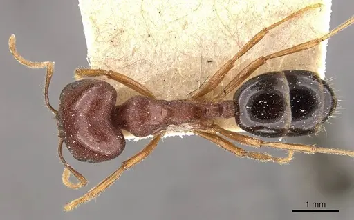 Trichomyrmex glaber specimen CASENT0908759 image casent0908759_1