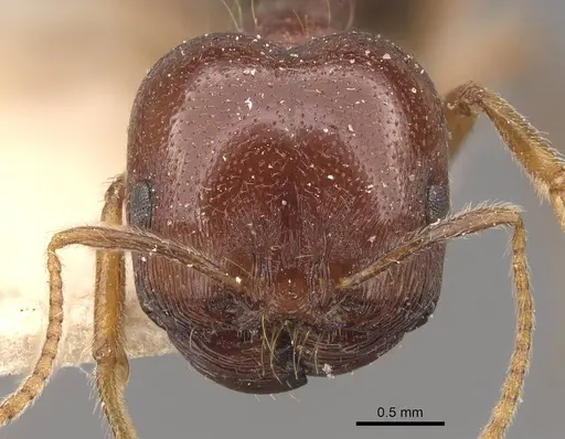 Trichomyrmex glaber specimen CASENT0908759 image casent0908759_2