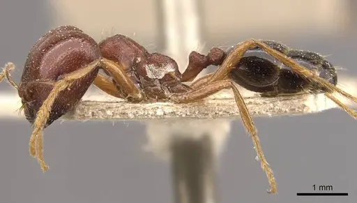 Trichomyrmex glaber specimen CASENT0908759 image casent0908759_3