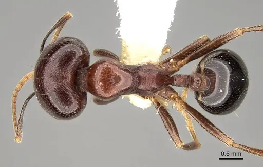 Trichomyrmex glaber specimen CASENT0914154 image casent0914154_1