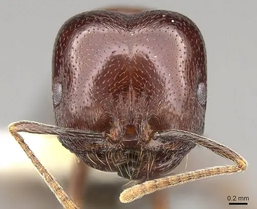 Trichomyrmex glaber specimen CASENT0914154 image casent0914154_2