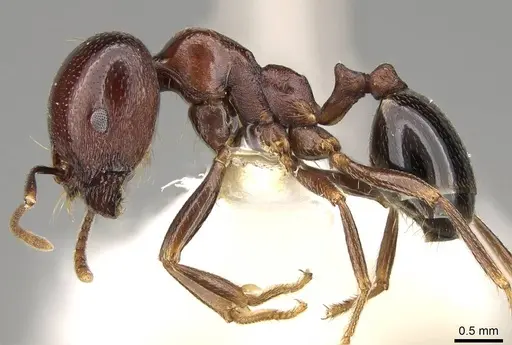 Trichomyrmex glaber specimen CASENT0914154 image casent0914154_3