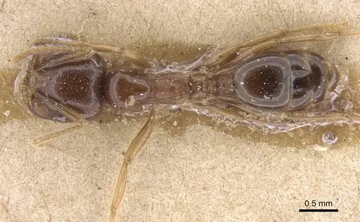 Trichomyrmex glaber specimen CASENT0915415 image casent0915415_1