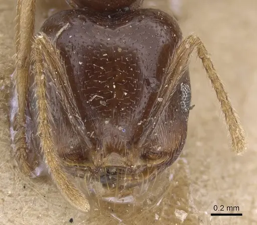 Trichomyrmex glaber specimen CASENT0915415 image casent0915415_2