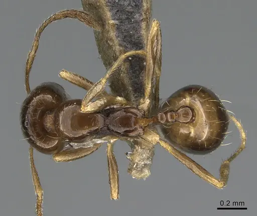 Trichomyrmex mayri specimen ANTWEB1041908 image antweb1041908_1