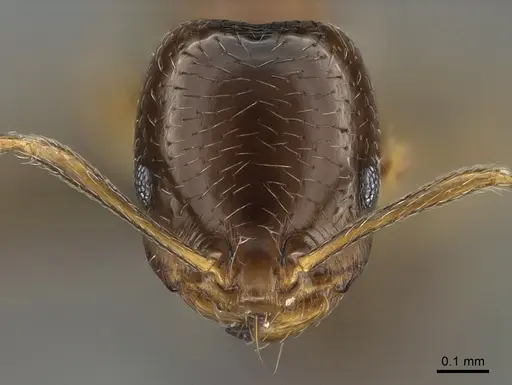 Trichomyrmex mayri specimen ANTWEB1041908 image antweb1041908_2