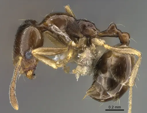 Trichomyrmex mayri specimen ANTWEB1041908 image antweb1041908_3