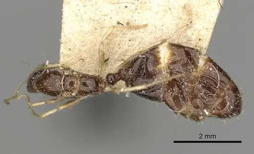 Trichomyrmex mayri specimen CASENT0249902 image casent0249902_1