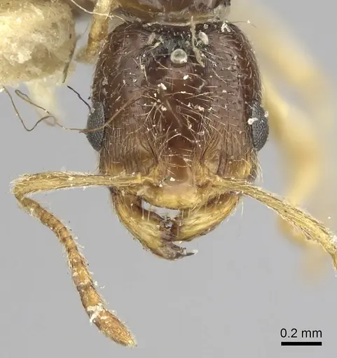 Trichomyrmex mayri specimen CASENT0249902 image casent0249902_2