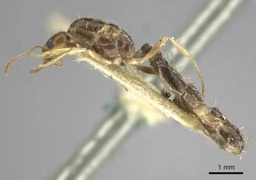 Trichomyrmex mayri specimen CASENT0249902 image casent0249902_3