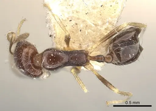 Trichomyrmex mayri specimen CASENT0249903 image casent0249903_1