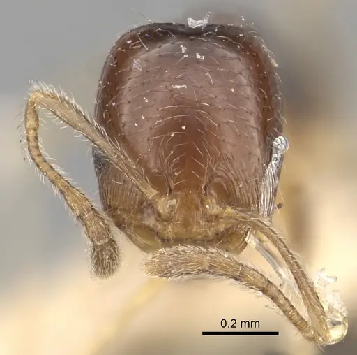 Trichomyrmex mayri specimen CASENT0249903 image casent0249903_2
