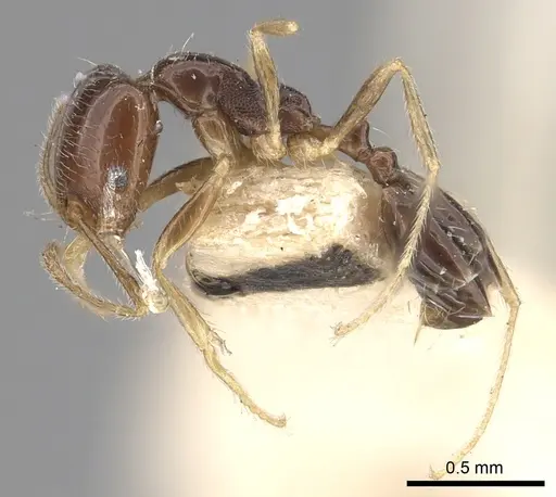 Trichomyrmex mayri specimen CASENT0249903 image casent0249903_3