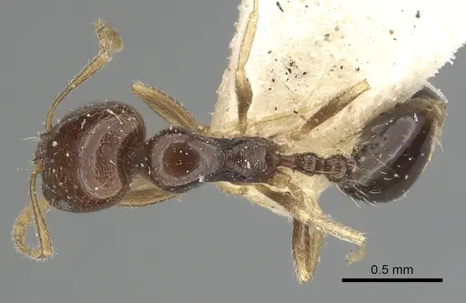Trichomyrmex mayri specimen CASENT0249904 image casent0249904_1