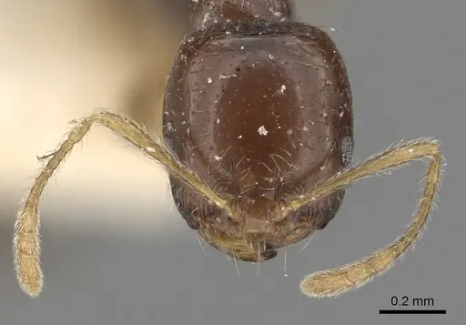 Trichomyrmex mayri specimen CASENT0249904 image casent0249904_2