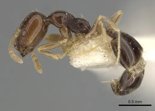 Trichomyrmex mayri specimen CASENT0249904 image casent0249904_3
