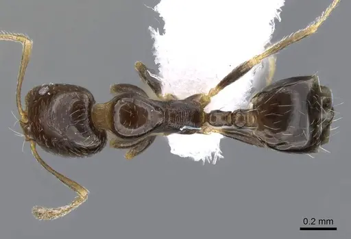 Trichomyrmex mayri specimen CASENT0746625 image casent0746625_1