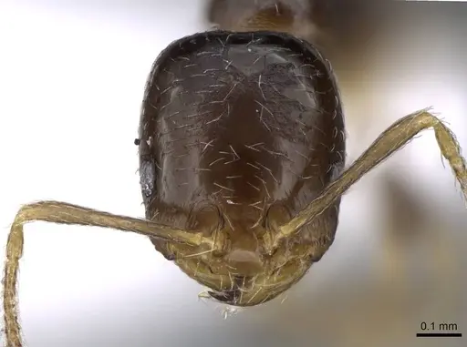 Trichomyrmex mayri specimen CASENT0746625 image casent0746625_2