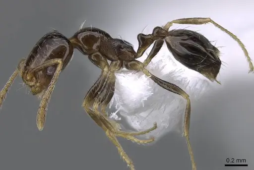 Trichomyrmex mayri specimen CASENT0746625 image casent0746625_3