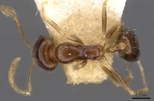 Trichomyrmex mayri specimen CASENT0908753 image casent0908753_1
