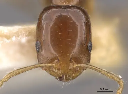 Trichomyrmex mayri specimen CASENT0908753 image casent0908753_2