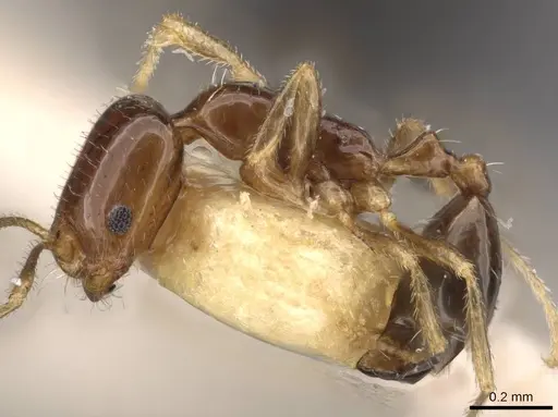 Trichomyrmex mayri specimen CASENT0908753 image casent0908753_3