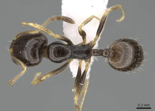 Trichomyrmex mayri specimen CASENT0919809 image casent0919809_1