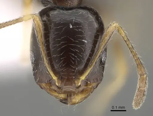 Trichomyrmex mayri specimen CASENT0919809 image casent0919809_2