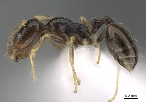 Trichomyrmex mayri specimen CASENT0919809 image casent0919809_3