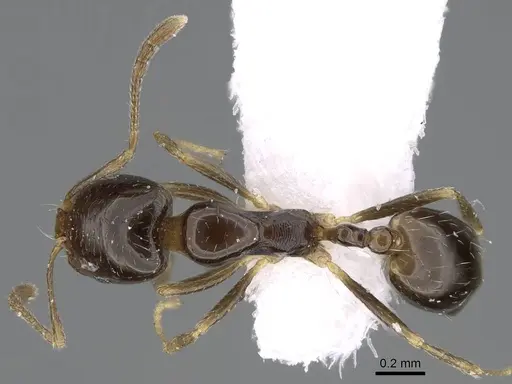 Trichomyrmex mayri specimen CASENT0922297 image casent0922297_1