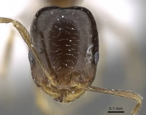 Trichomyrmex mayri specimen CASENT0922297 image casent0922297_2