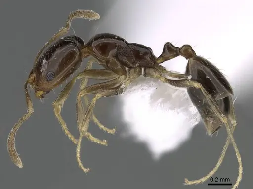 Trichomyrmex mayri specimen CASENT0922297 image casent0922297_3