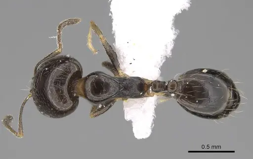 Trichomyrmex mayri specimen CASENT0922869 image casent0922869_1