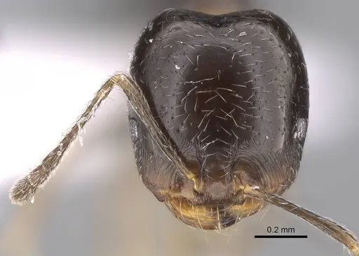 Trichomyrmex mayri specimen CASENT0922869 image casent0922869_2