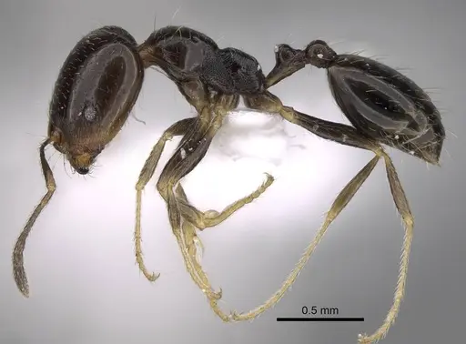 Trichomyrmex mayri specimen CASENT0922869 image casent0922869_3