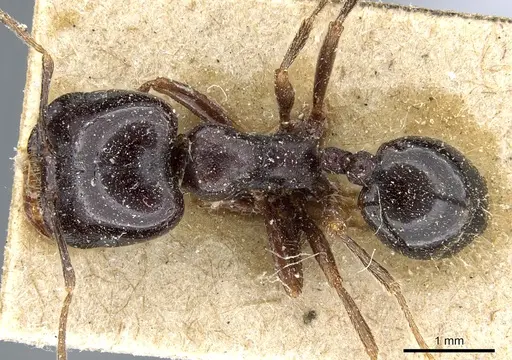 Trichomyrmex muticus specimen CASENT0904582 image casent0904582_1