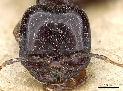 Trichomyrmex muticus specimen CASENT0904582 image casent0904582_2