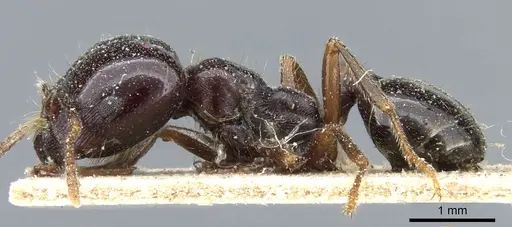 Trichomyrmex muticus specimen CASENT0904582 image casent0904582_3
