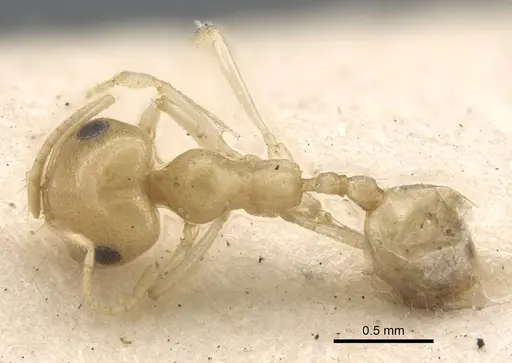 Trichomyrmex nengraharicum specimen CASENT0917209 image casent0917209_1