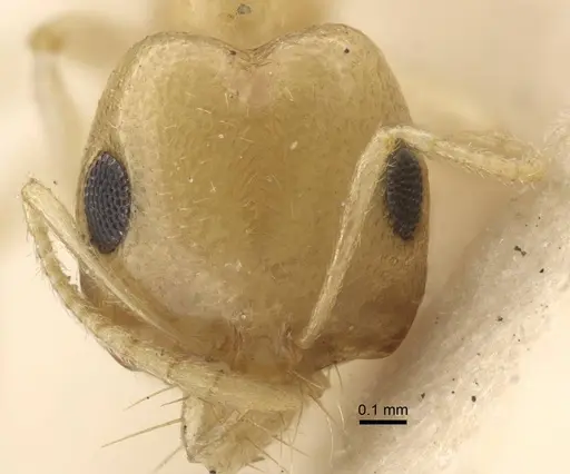 Trichomyrmex nengraharicum specimen CASENT0917209 image casent0917209_2