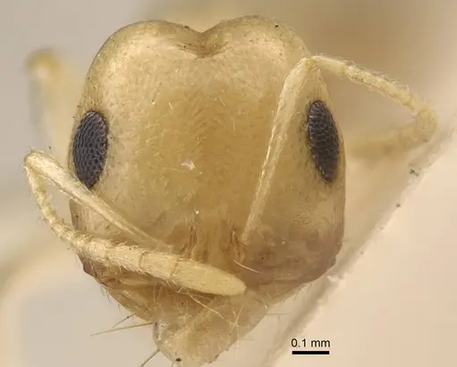 Trichomyrmex nengraharicum specimen CASENT0917209 image casent0917209_3