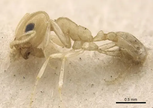 Trichomyrmex nengraharicum specimen CASENT0917209 image casent0917209_4