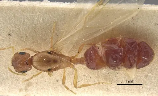 Trichomyrmex nengraharicum specimen CASENT0917210 image casent0917210_1