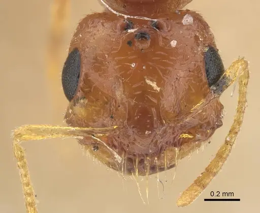 Trichomyrmex nengraharicum specimen CASENT0917210 image casent0917210_2