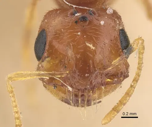 Trichomyrmex nengraharicum specimen CASENT0917210 image casent0917210_3