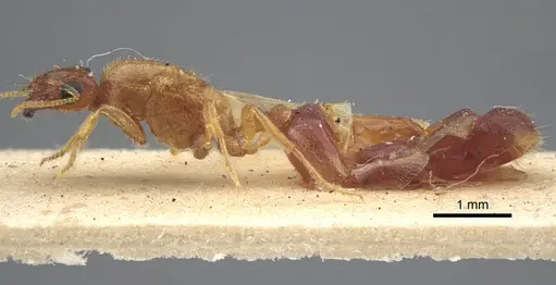 Trichomyrmex nengraharicum specimen CASENT0917210 image casent0917210_4