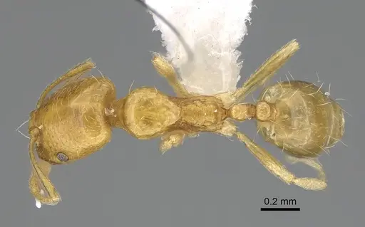 Trichomyrmex oscaris specimen ANTWEB1025250 image antweb1025250_1