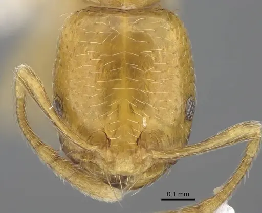Trichomyrmex oscaris specimen ANTWEB1025250 image antweb1025250_2